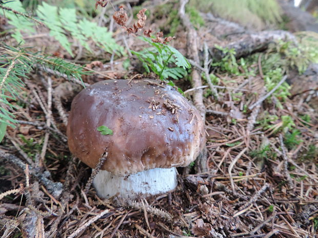 hríb smrekový Boletus edulis Bull.