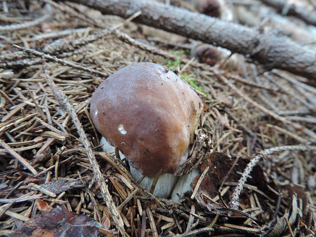 hríb smrekový Boletus edulis Bull.