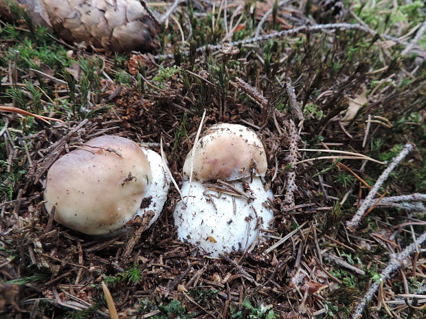 hríb smrekový Boletus edulis Bull.