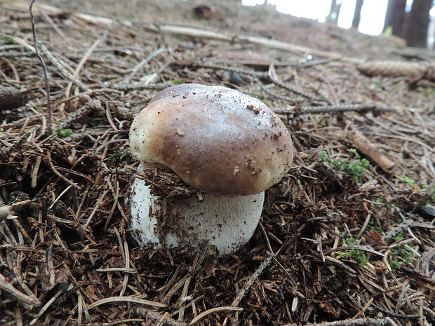 hríb smrekový Boletus edulis Bull.