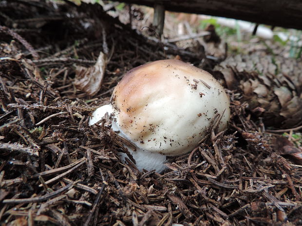 hríb smrekový Boletus edulis Bull.