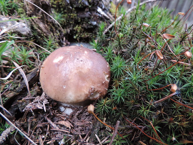 hríb smrekový Boletus edulis Bull.