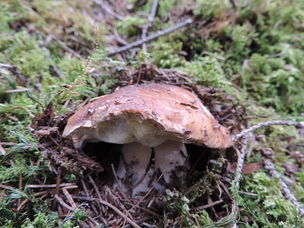 hríb smrekový Boletus edulis Bull.