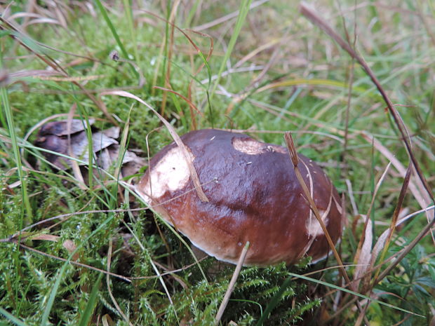 hríb smrekový Boletus edulis Bull.