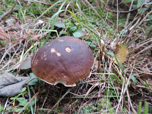 hríb smrekový Boletus edulis Bull.