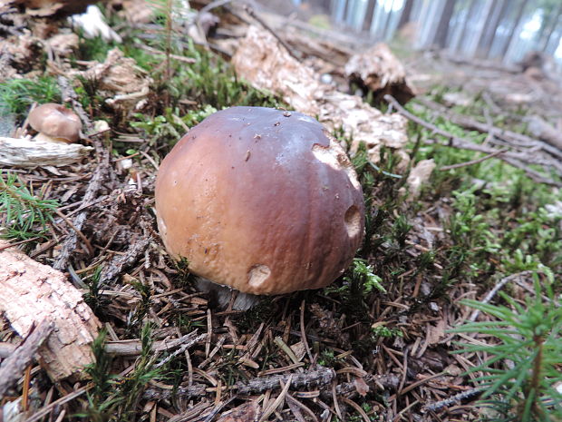 hríb smrekový Boletus edulis Bull.