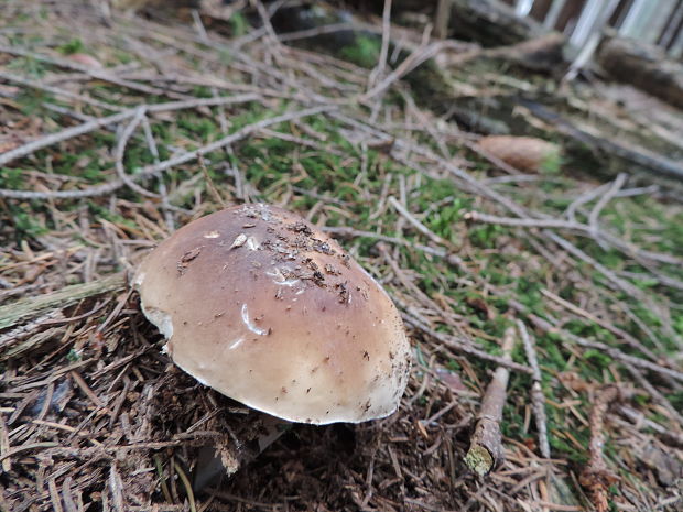 hríb smrekový Boletus edulis Bull.