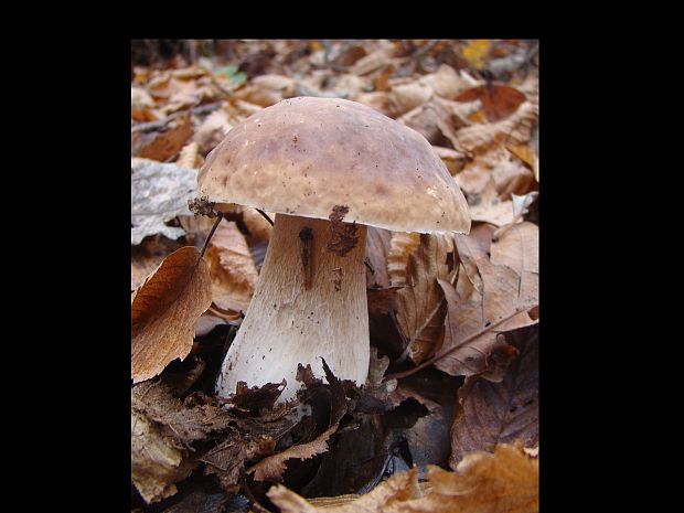 hríb smrekový Boletus edulis Bull.