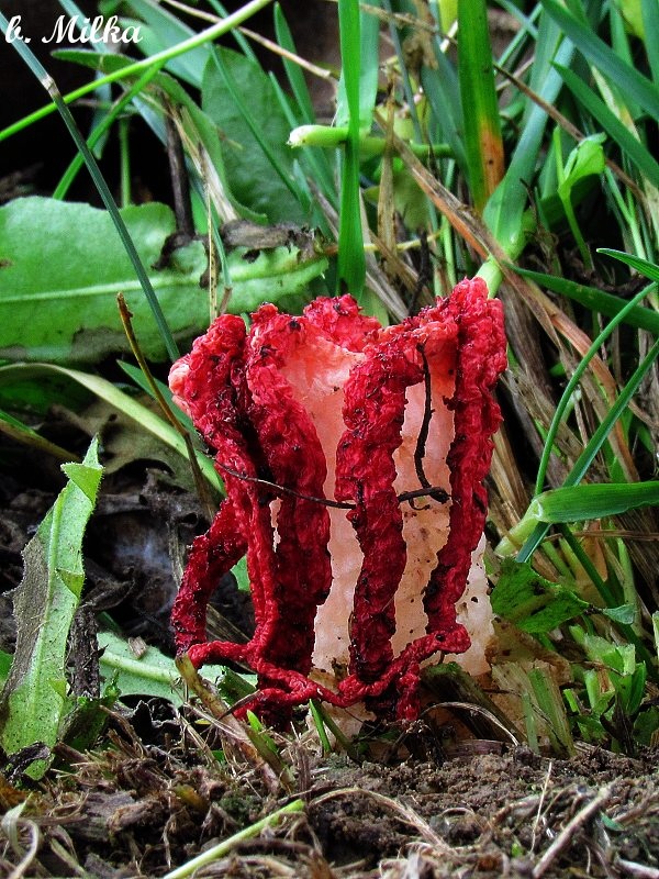 mrežovka kvetovitá Clathrus archeri (Berk.) Dring