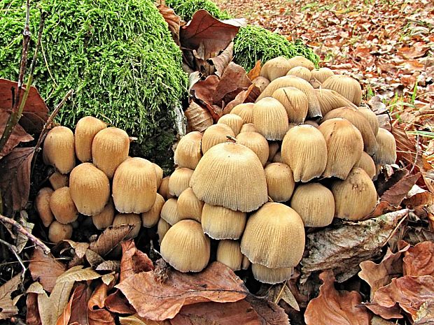 hnojník lesný-hnojník lesní Coprinus silvaticus Peck