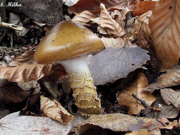 pavučinovec mazľavý Cortinarius trivialis J.E. Lange