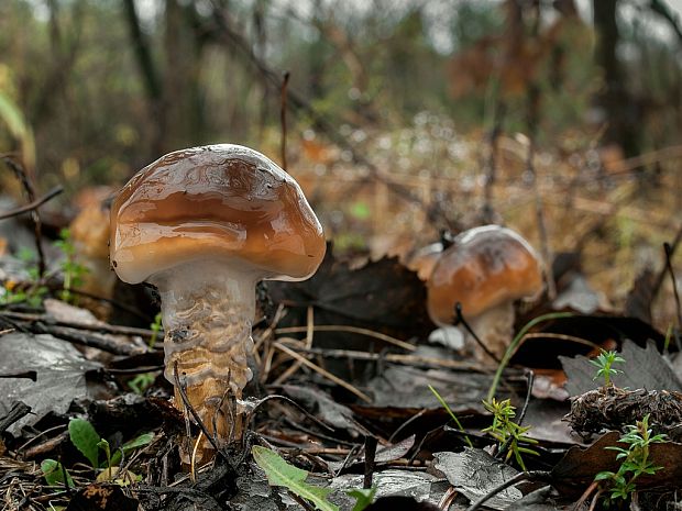 pavučinovec mazľavý Cortinarius trivialis J.E. Lange