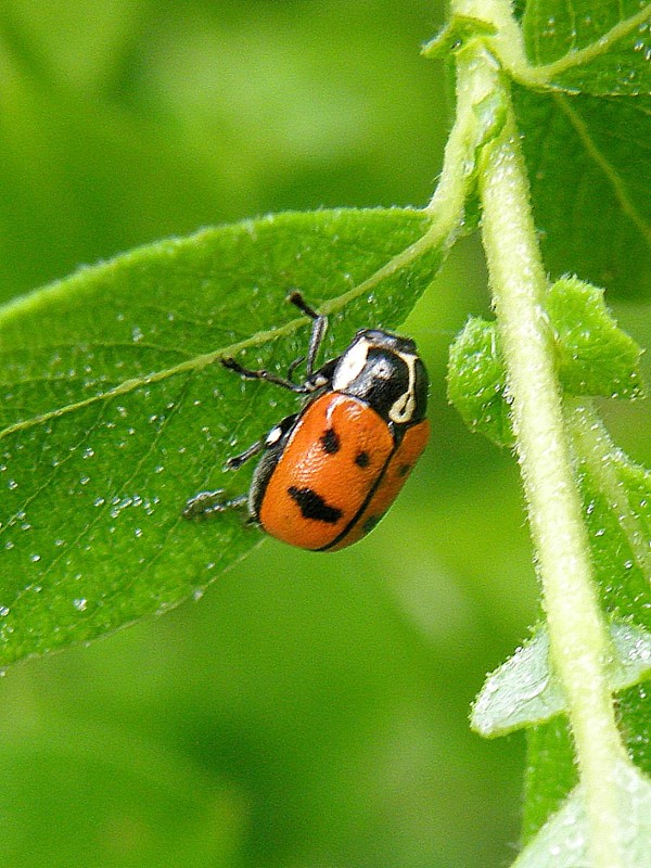 krytohlav (SK aj CZ) Cryptocephalus octopunctatus Scopoli, 1763