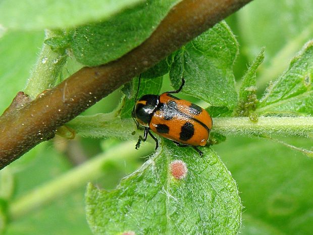 krytohlav Cryptocephalus sexpunctatus Linnaeus, 1758