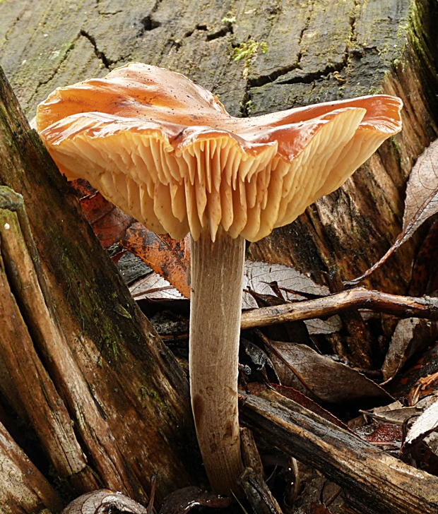 plamienka Flammulina sp.