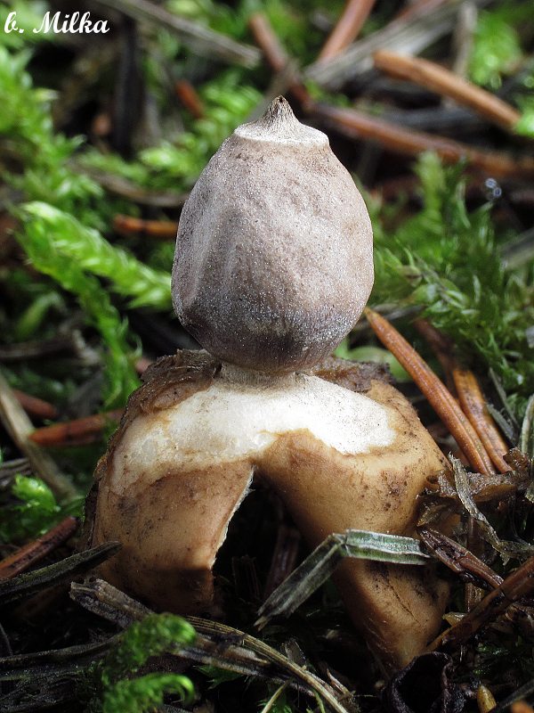 hviezdovka štvorcípová Geastrum quadrifidum DC. ex Pers.