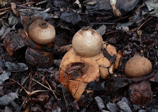 hviezdovka trojitá Geastrum triplex Jungh.