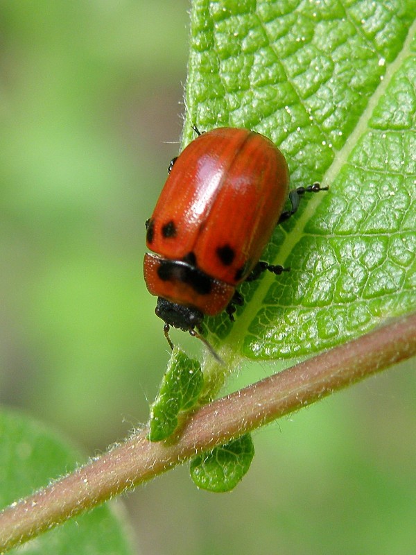 liskavka / mandelinka drobná Gonioctena viminalis Linnaeus, 1758