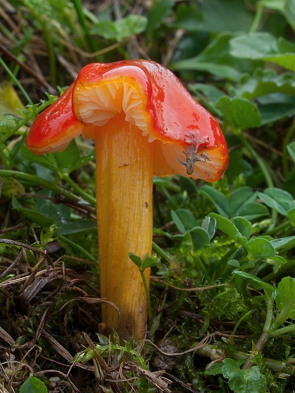 lúčnica Hygrocybe sp.