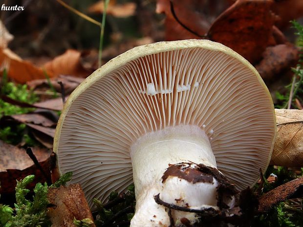 rýdzik Lactarius sp.