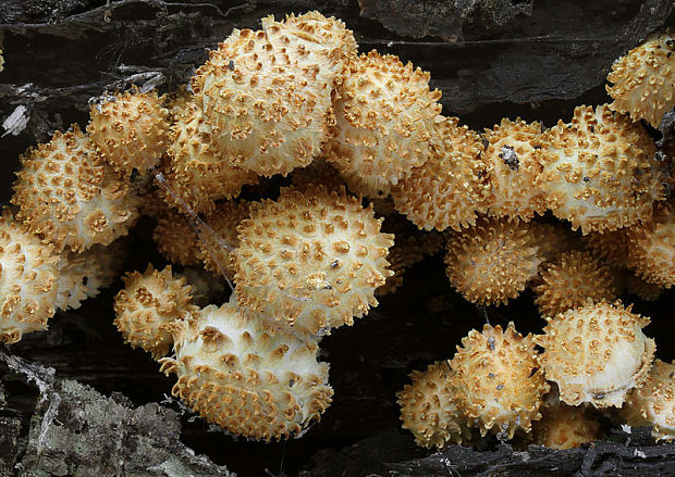 šupinovka bledookrajová Pholiota squarrosoides (Peck) Sacc.