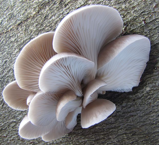 hliva ustricovitá Pleurotus ostreatus (Jacq.) P. Kumm.