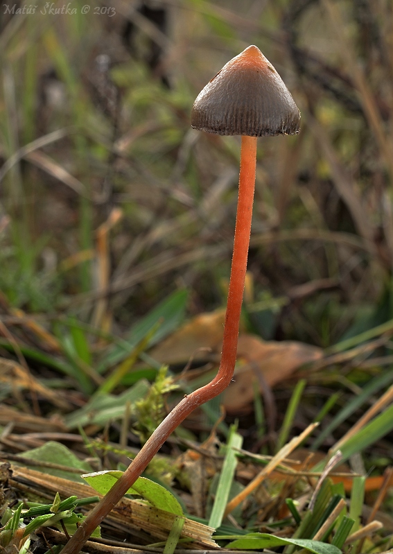 holohlavec končistý Psilocybe semilanceata (Fr.) P. Kumm.