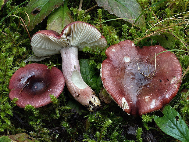 plávka Quéletova Russula queletii Fr.