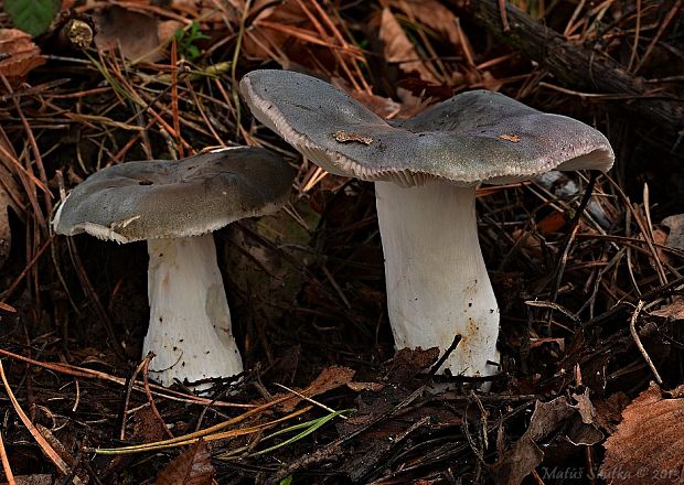 plávka Russula sp.