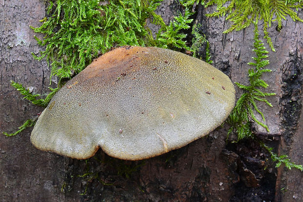 pňovka neskorá Sarcomyxa serotina (Pers.) P. Karst.