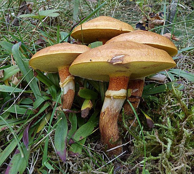 masliak smrekovcový Suillus grevillei (Klotzsch) Singer