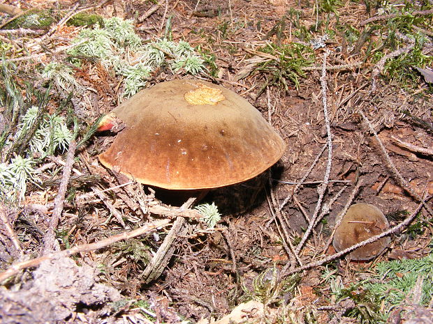 hríb zrnitohlúbikový Sutorius luridiformis (Rostk.) G. Wu & Zhu L. Yang