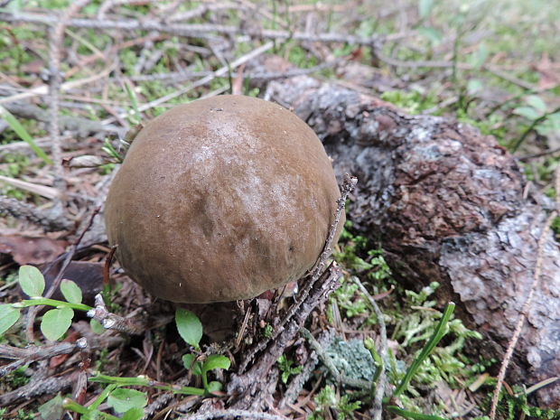 hríb zrnitohlúbikový Sutorius luridiformis (Rostk.) G. Wu & Zhu L. Yang