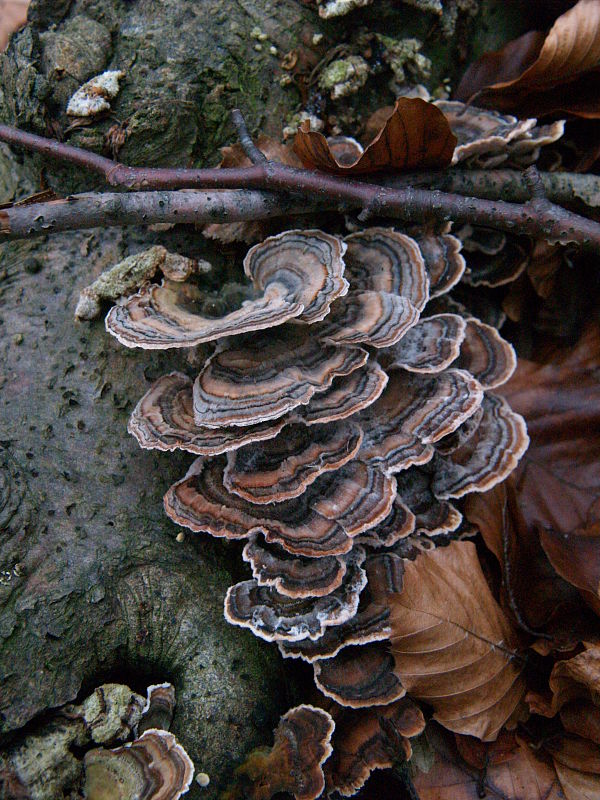 trúdnikovec pestrý Trametes versicolor (L.) Lloyd