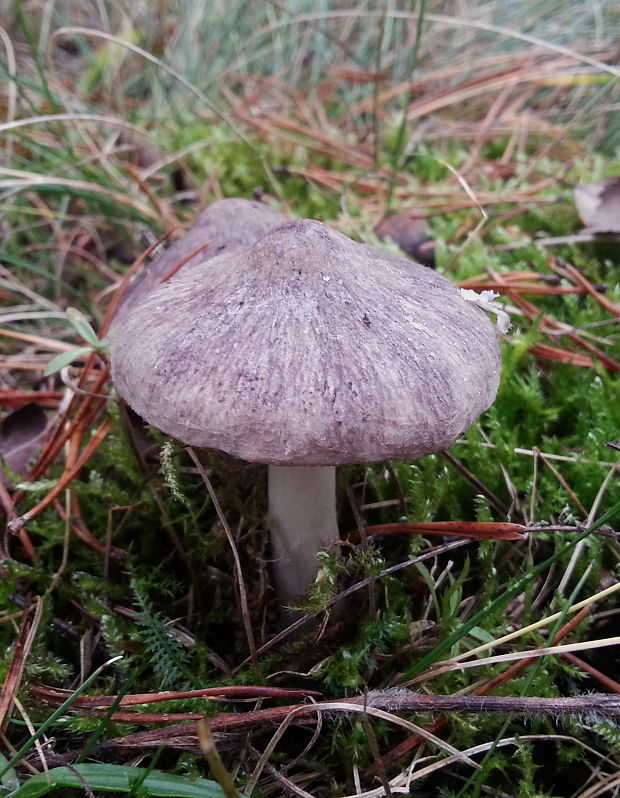 čírovka sivá Tricholoma portentosum (Fr.) Quél.