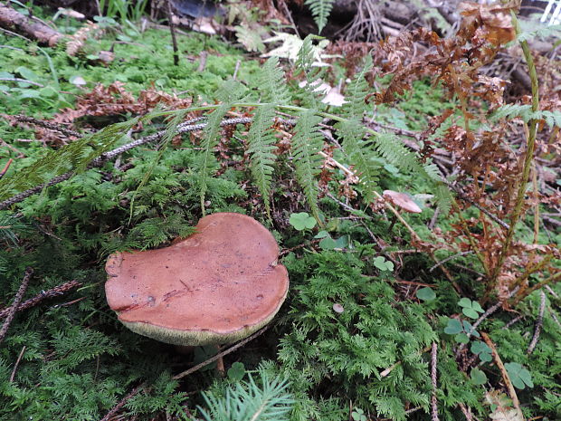 suchohríb broskyňový  Xerocomellus persicolor (H. Engel, Klofac, H. Grünert & R. Grünert) F. Roqué