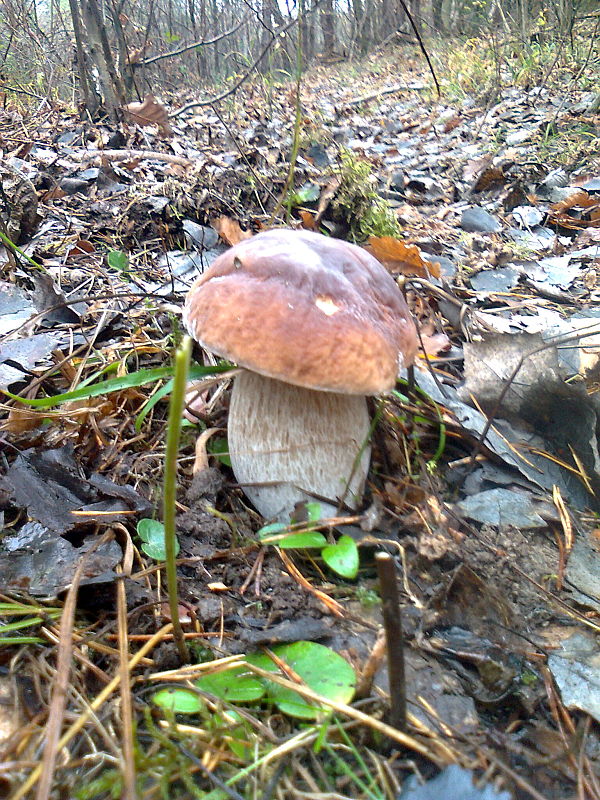 hríb smrekový boletus edulis Bull.