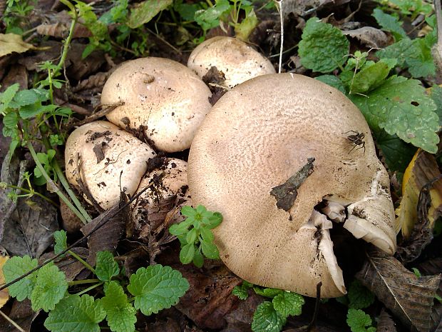 pečiarka jarabičia Agaricus phaeolepidotus (F.H. Møller) F.H. Møller