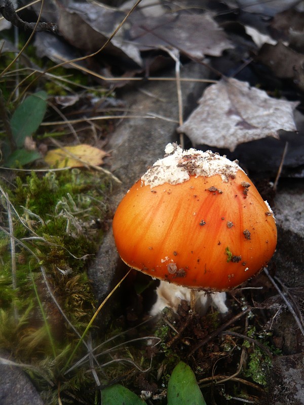 muchotrávka červená Amanita muscaria (L.) Lam.