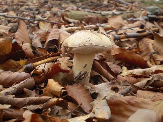 hríb smrekový Boletus edulis Bull.