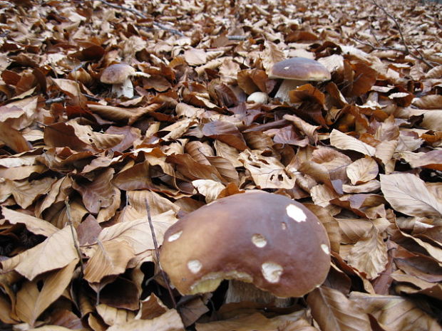 hríb smrekový Boletus edulis Bull.