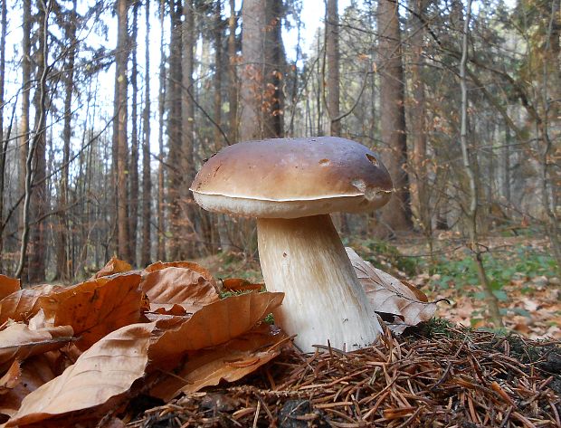 hríb smrekový Boletus edulis Bull.