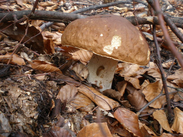 hríb smrekový Boletus edulis Bull.