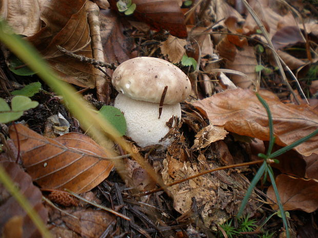 hríb smrekový Boletus edulis Bull.