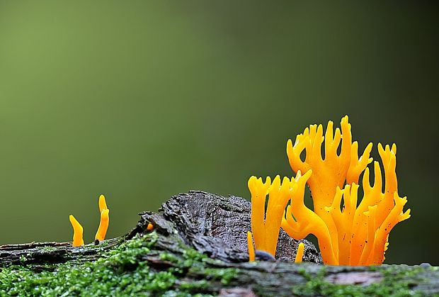 parôžkovec lepkavý Calocera viscosa (Pers.) Fr.