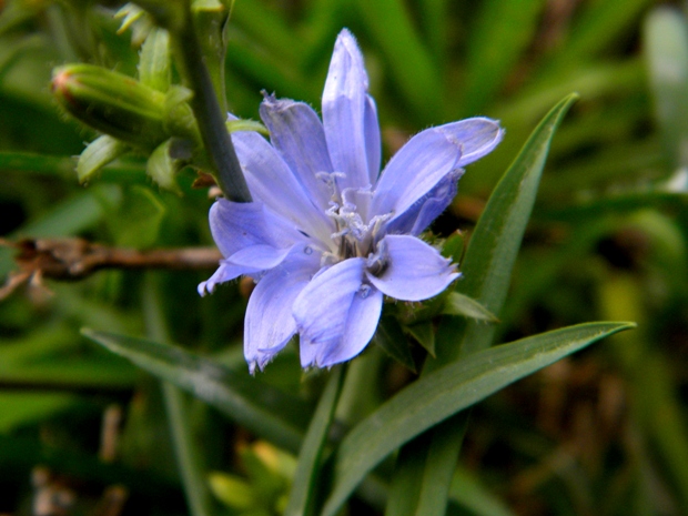 čakanka obyčajná Cichorium intybus L.