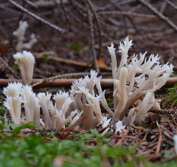 konárovka hrebenitá Clavulina coralloides (L.) J. Schröt.