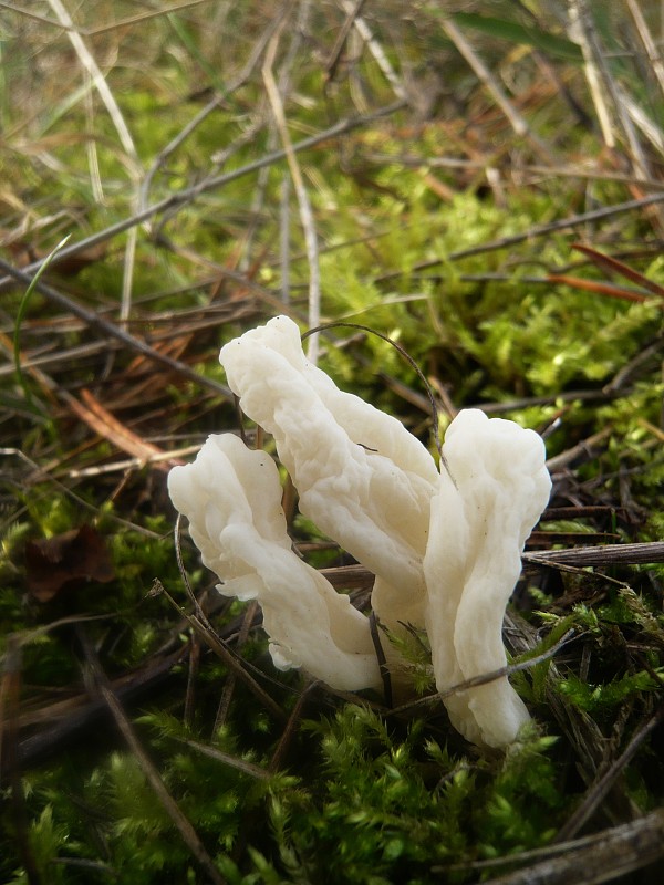 konárovka vráskavá Clavulina rugosa (Bull.) J. Schröt.