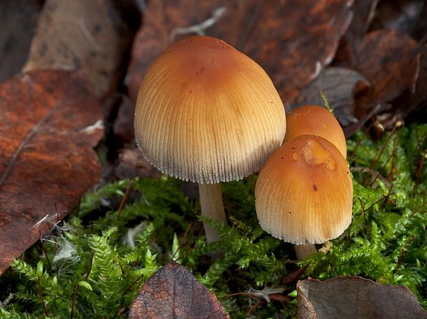 hnojník ligotavý Coprinellus micaceus (Bull.) Vilgalys, Hopple & Jacq. Johnson