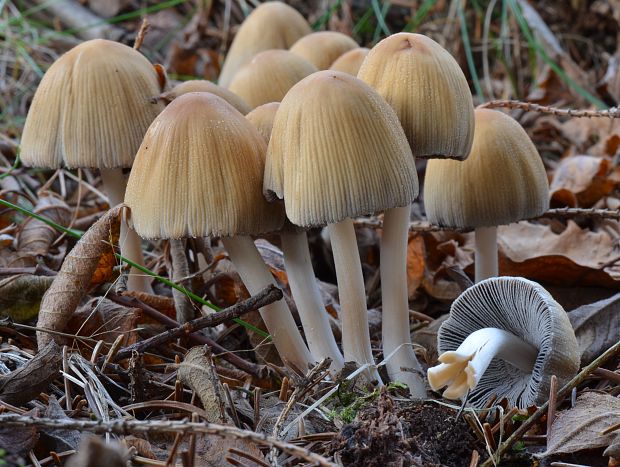 hnojník lesný Coprinus silvaticus Peck